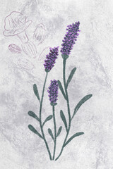 Lavender plant purpuple background gray texture