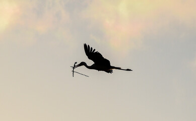 Life of stork