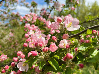 Close up of Spring Cherry Blooming  Apple Tree