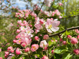 Close up of Spring Cherry Blooming  Apple Tree