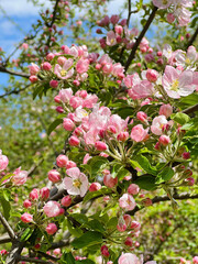 Close up of Spring Cherry Blooming  Apple Tree
