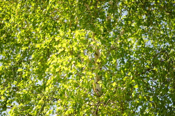 Birch tree with young green leaves in sunny spring day. Floral background