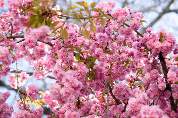 Naklejka premium Blooming pink japanese sakura tree