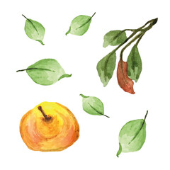 watercolor set of pears with leaves on a white background