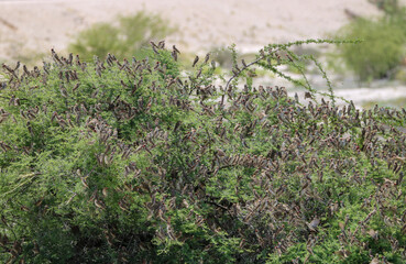 Fototapeta premium Flock of Red-billed Queleas in Etosha National Park, Namibia