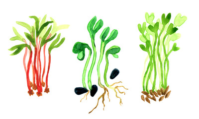 Set of watercolor micro greens sprouts including sunflower, beet, arugula. Vector illustration  isolated on white background.