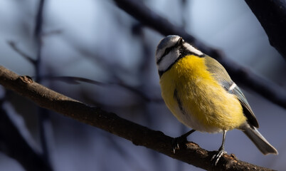 blue tit on a branch