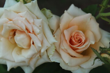 tea rose light orange close-up view from above. Growing rose flowers floriculture