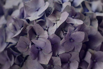 Beautiful hortensia flowers close up. Nature concept background. Selective focus.