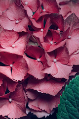 Beautiful pink hortensia flowers close up. Nature concept background. Selective focus.