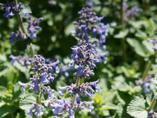 Obraz premium Nepeta × faassenii - Catmint or Faassen's catnip plant. Spring blooming of small lavender flowers, lipped and trumpet-shaped at top of stems with veined gray-green foliage