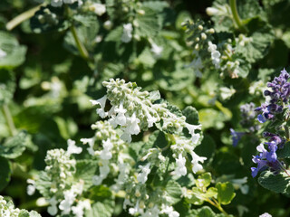 Catmin or Nepeta × faassenii, fine inflorescences and foliage. Delicate white and blue violet flowers on erect stems with frangrant veined gray-green foliage