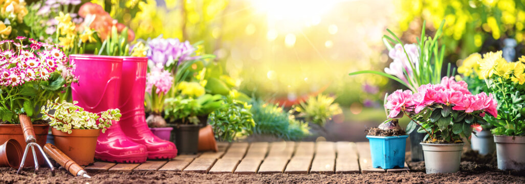 Garden flowers, plants and tools on a sunny background. Gardening concept