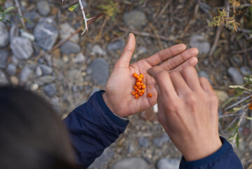 A hand holding Sea buckthorn berries