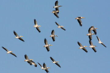 Pelican Flock Flying