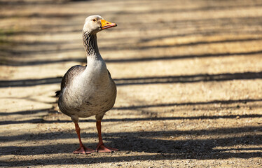 Gans