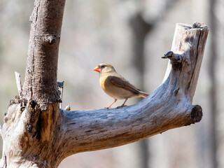 sparrow on a branch