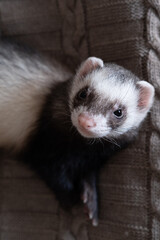 Domestic ferret look up concept. Exotic pet care concept. Isolated on background