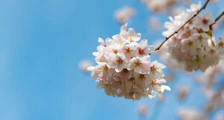 sakura tender flower on branch of tree. macro nature. blue sky background with copy space