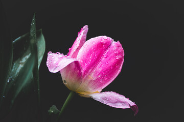 Tulipán de color rosa con gotas de agua sobre fondo negro