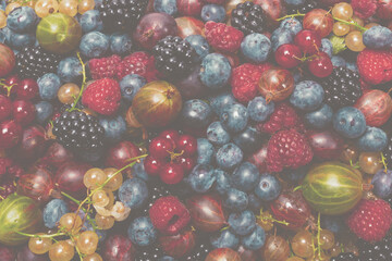 Gooseberries, blueberries, mulberry, raspberries, white and red currants.