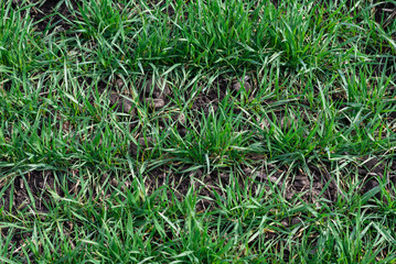 Green field as a background.
