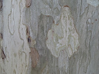 textura, madera, tronco, arbol, naturaleza