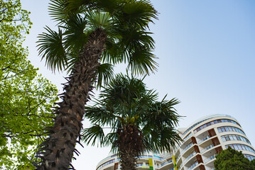 Palm tree in the city against the background of residential buildings.