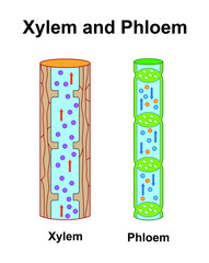 Scientific Designing Of Xylem And Phloem Scheme. Labeled Water, Nutrient And Mineral Transportation. Colorful Symbols. Vector Illustration. - obrazy, fototapety, plakaty