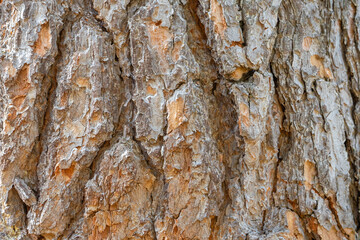 The texture of old pine bark. Rough pine bark close-up