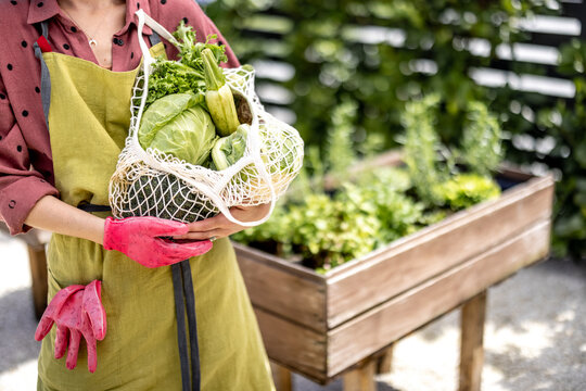 Woman holding mesh bag full of fresh vegetables and greens at home garden, cropped view. Concept of sustainability and organic homegrown food
