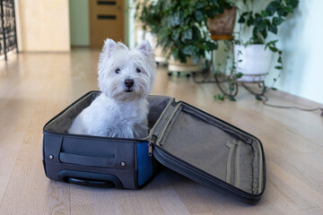 West Highland White Terrier sits in a travel bag. A white dog in a suitcase