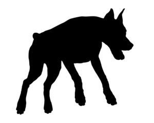 Jumping doberman pinscher puppy. Black dog silhouette. Pet animals. Isolated on a white background.