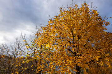 Chestnut tree with yellow leaves against a gray sky