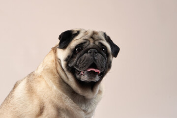 Happy dog. pug on a beige background in the studio. pet indoor