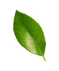 Obraz premium Green citrus leaf closeup isolated on white background.