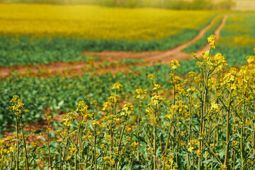 A field of canola or rapeseed in bloom (Brassica napus). This plant is used for oil industry