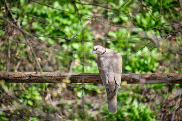 Eurasian collared dove