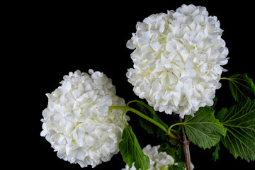 Detail of a specimen of Viburnum Opulus in bloom isolated on black