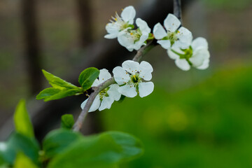 tree blossom