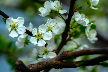 tree flowers