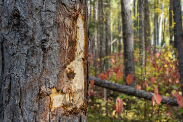 Damaged pine trunk. Pine with damaged bark and protruding resin
