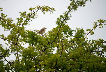 a skylark (Alauda arvensis) sat high in spring time tree branches