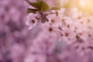 cherry blossocherry blossom beautiful spring backgroundm beautiful spring background