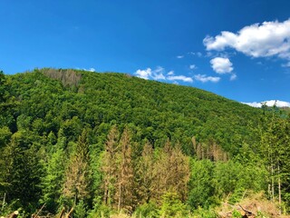 landscape with trees