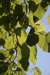 green leaves on a tree