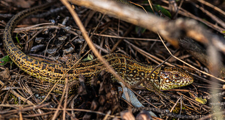 Forest lizard hides behind pine cones and dry branches