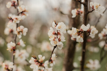 First apricot flowers. Flowering apricot on a clear spring day. Photos of flowering apricot tree and apricot flowers.