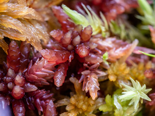 macro photo of moss sphagnum magellanicum at close range - obrazy, fototapety, plakaty