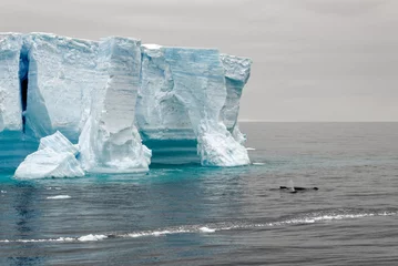 Fotobehang Whale - Antarctic Peninsula - Tabular Iceberg in Bransfield Strait © adfoto